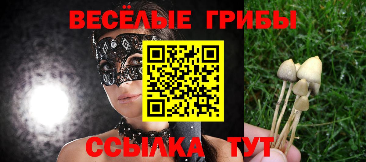 Псилоцибиновые грибы Psilocybe Малгобек
